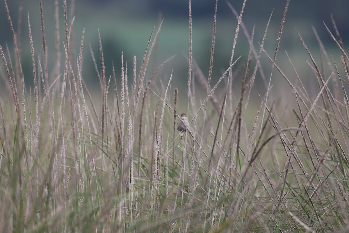 Grass Wren (Northern) - ML491554371
