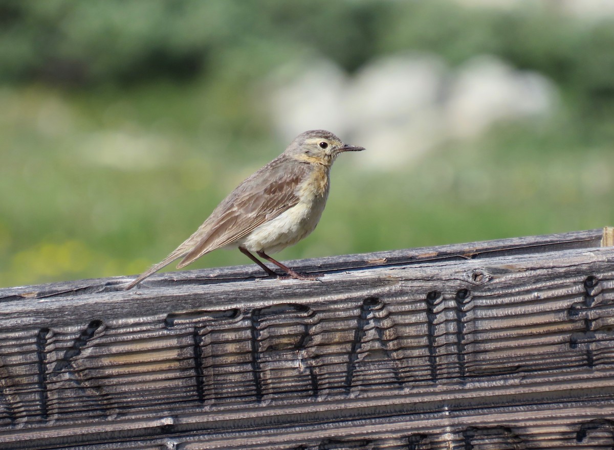 Pipit d'Amérique - ML491554951