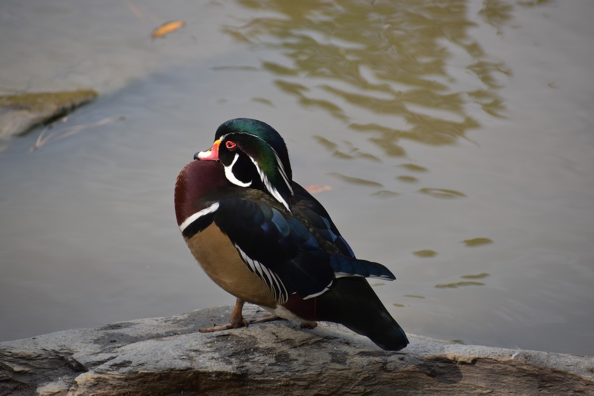 Wood Duck - ML491555241