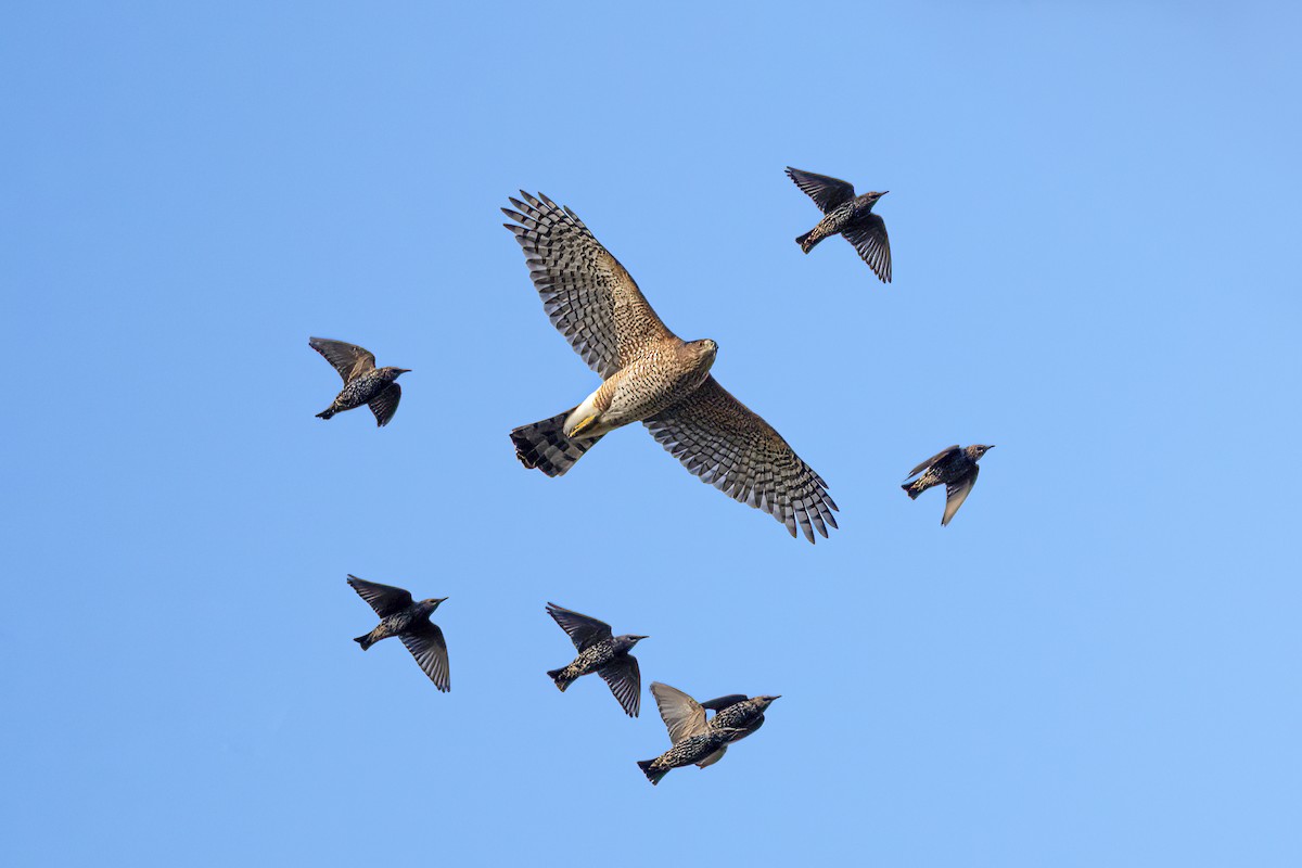 Cooper's Hawk - ML491555361