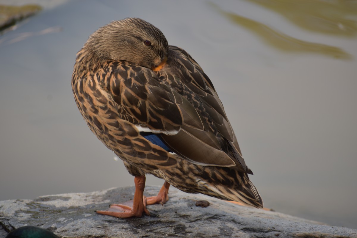 Mallard - ML491555551