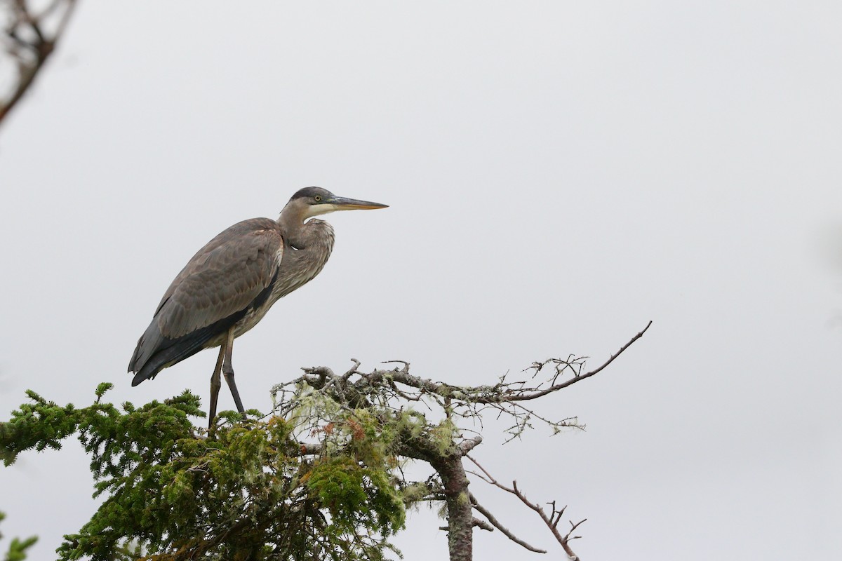 Great Blue Heron (Great Blue) - ML491555621