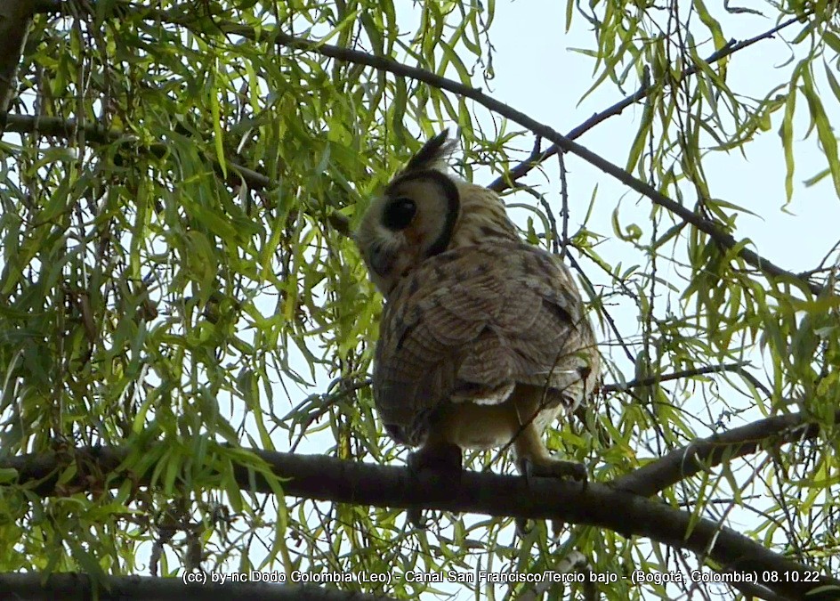 Striped Owl - ML491556301