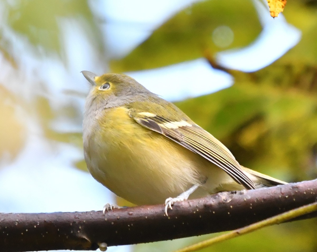 Ak Gözlü Vireo - ML491556871