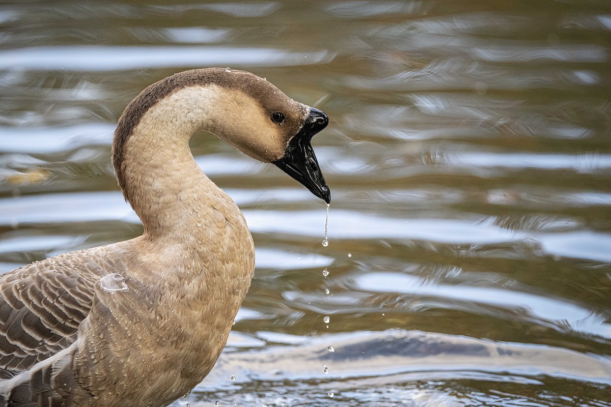 goose sp. - Jen Davis