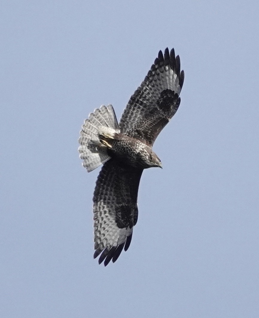 Common Buzzard - ML491557631