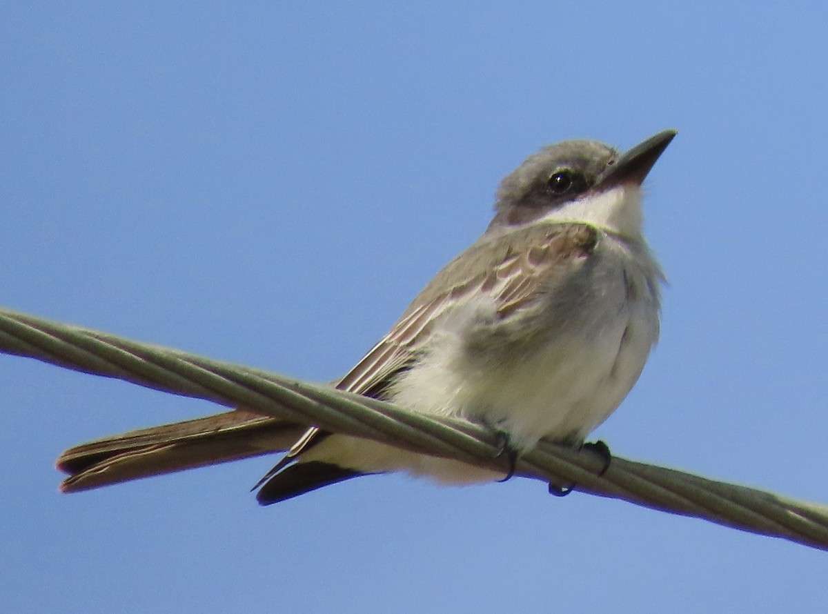 North Carolina Bird Atlas Checklist - 8 Oct 2022 - Fort Fisher State ...