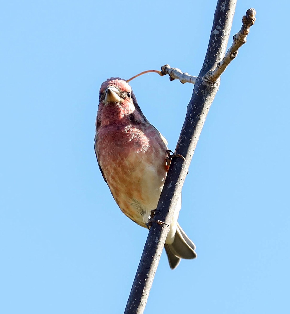 Purple Finch (Eastern) - ML491559231