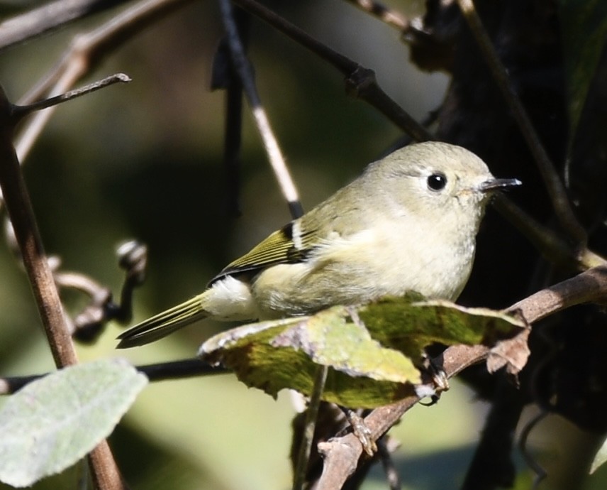 Ruby-crowned Kinglet - ML491560811