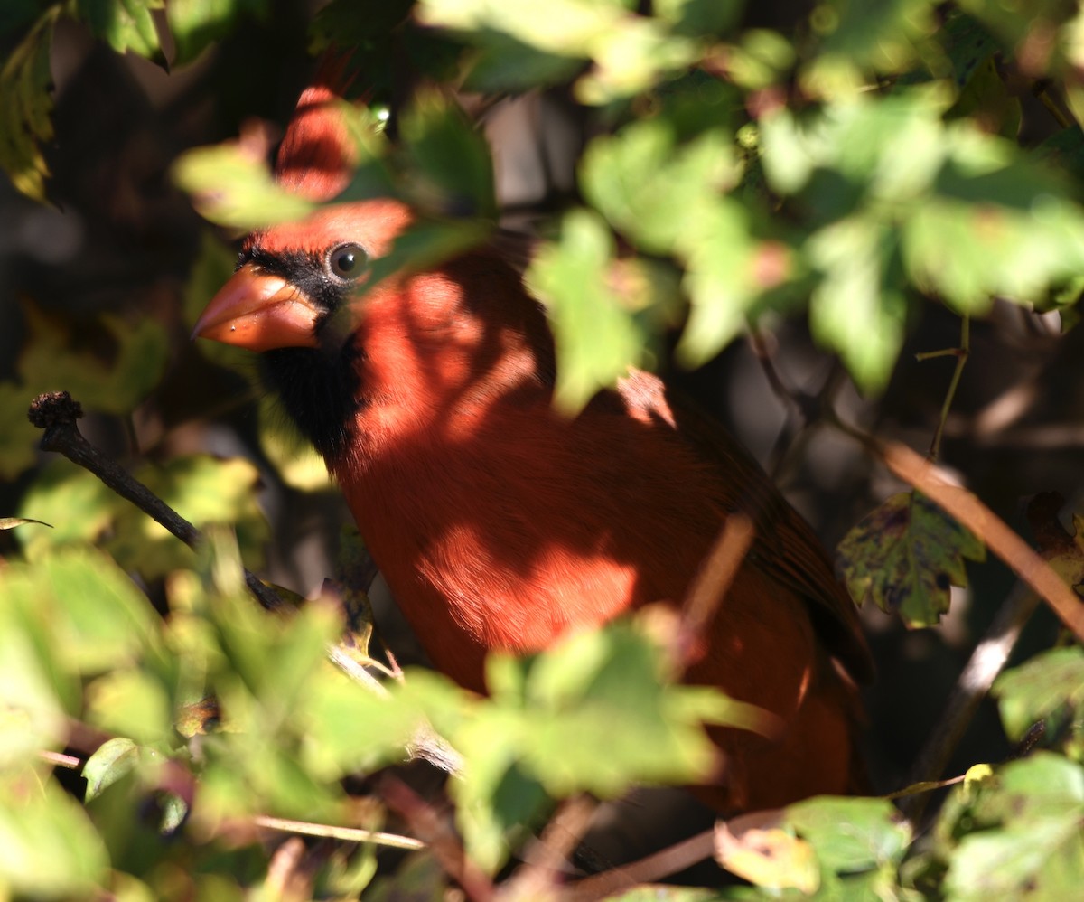 Cardinal rouge - ML491561431