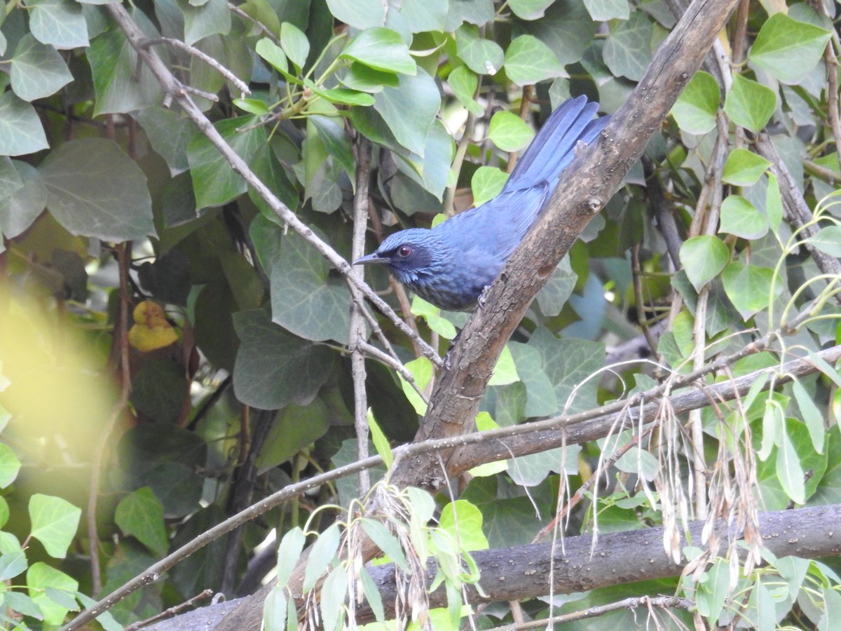 Blue Mockingbird - ML491561961