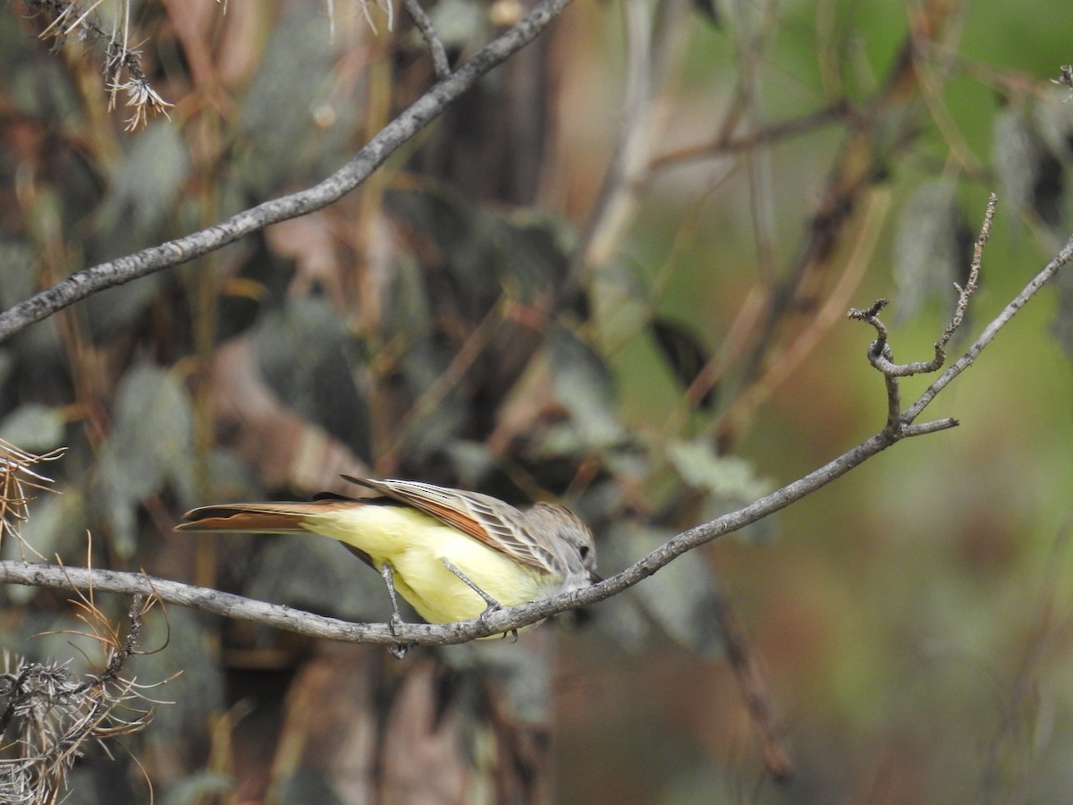 Myiarchus sp. - ML491563051