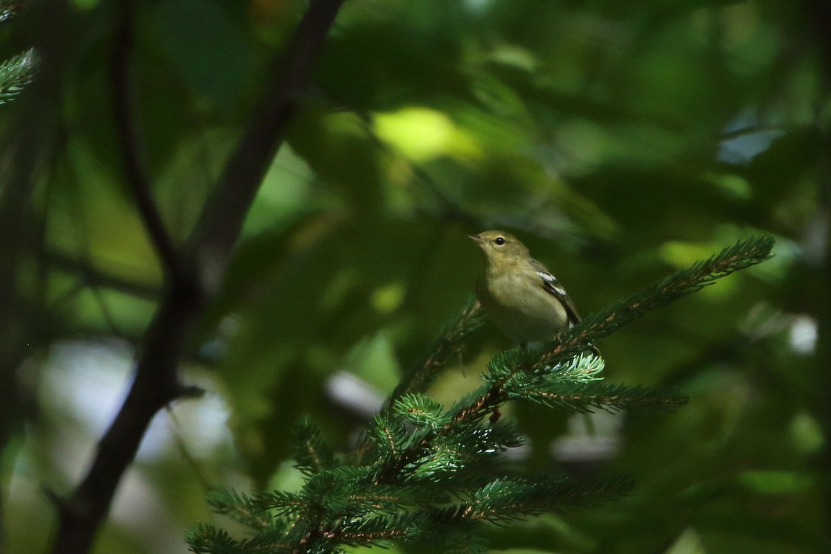 Blackpoll Warbler - Seth Beaudreault