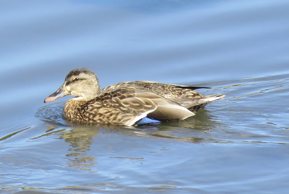 American Black Duck - ML491564711