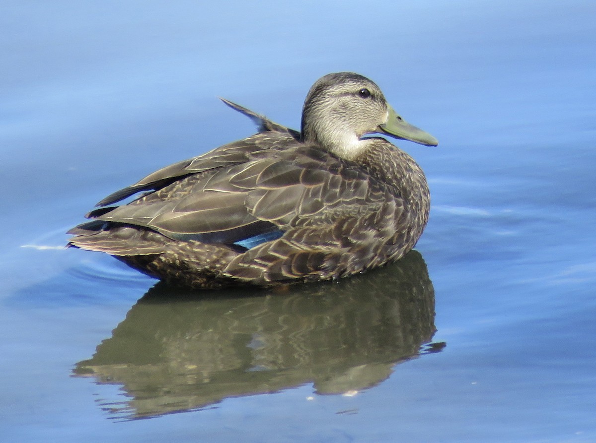 American Black Duck - ML491564781