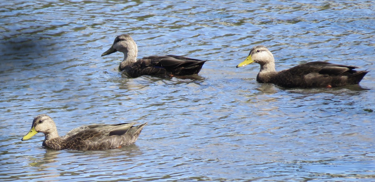 American Black Duck - ML491564791