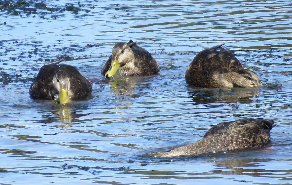 American Black Duck - ML491564911