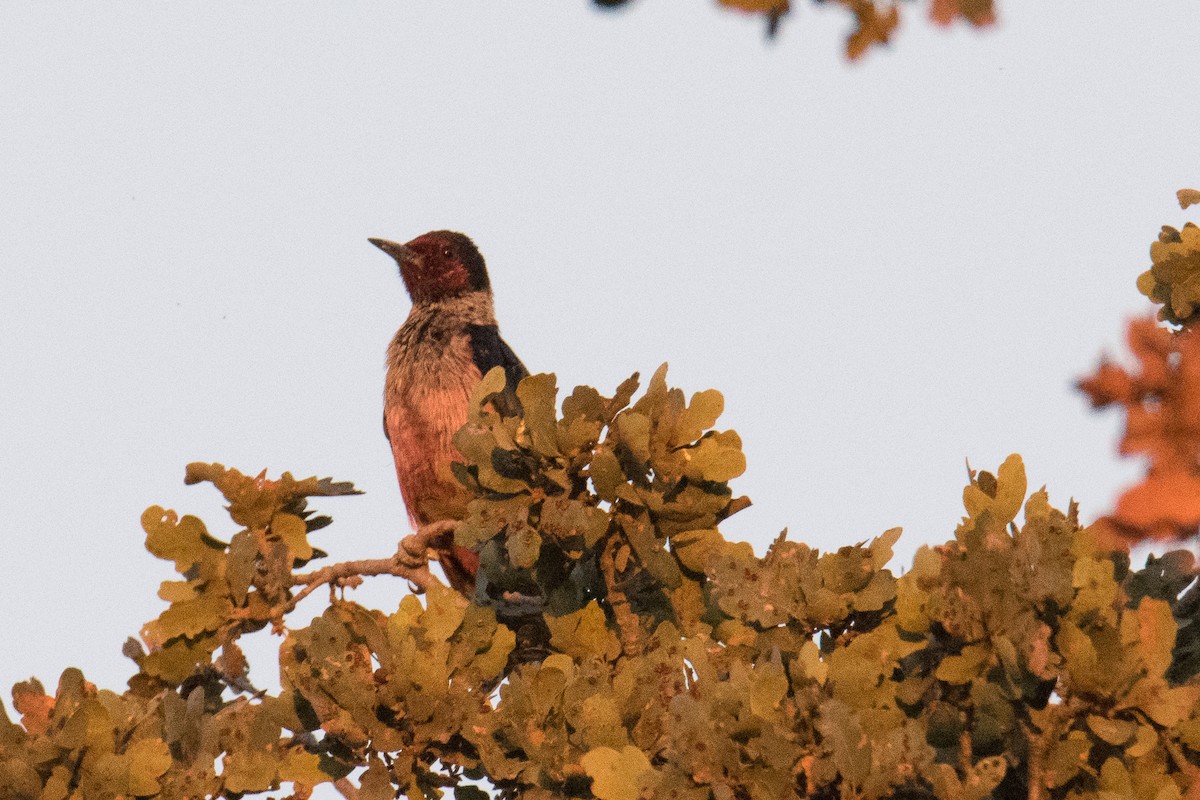 Lewis's Woodpecker - ML491565781