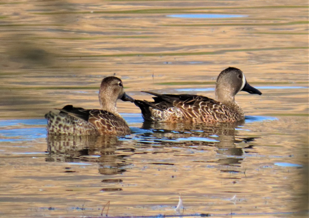 Blue-winged Teal - ML491567531
