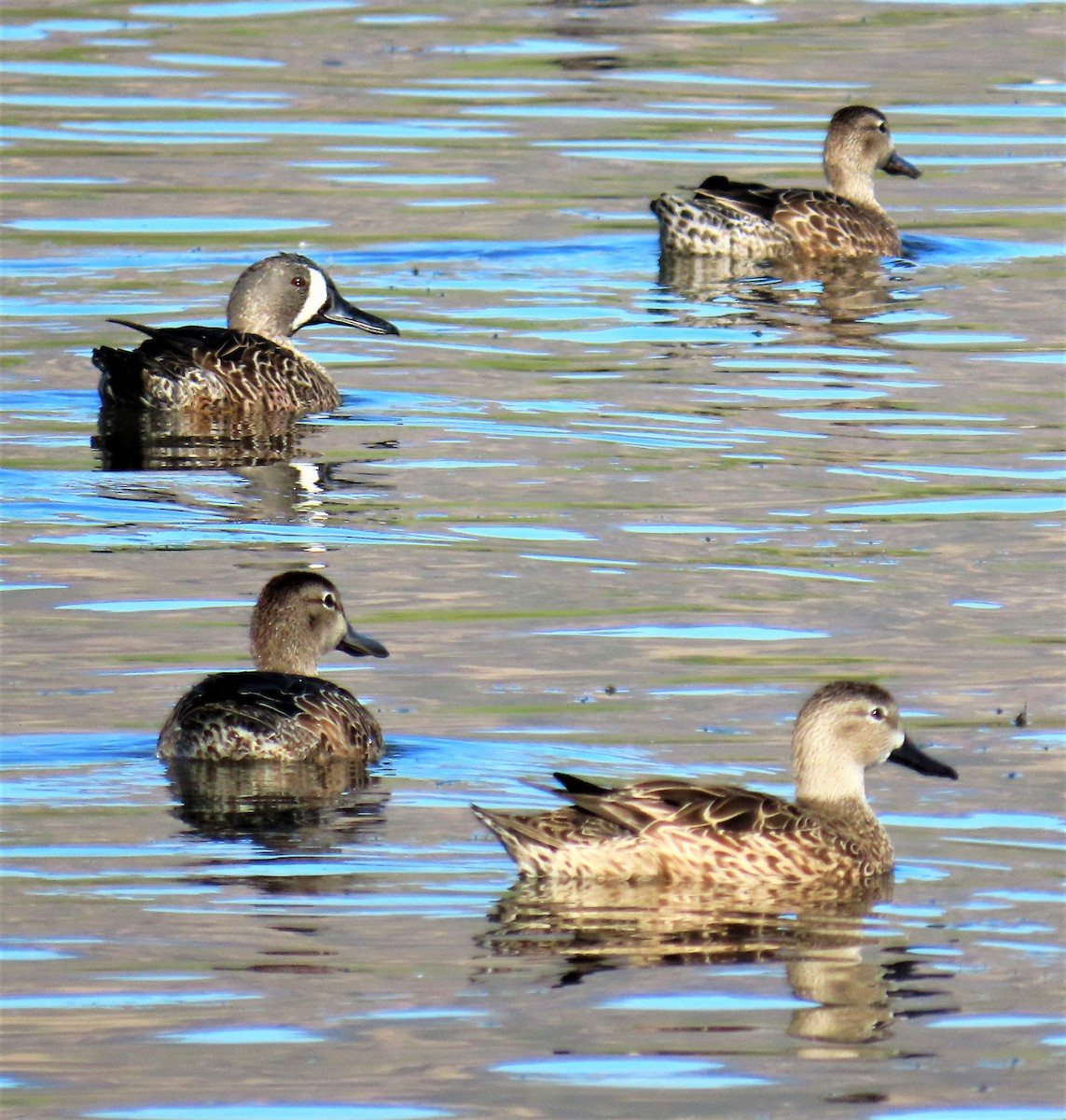Blue-winged Teal - ML491567541