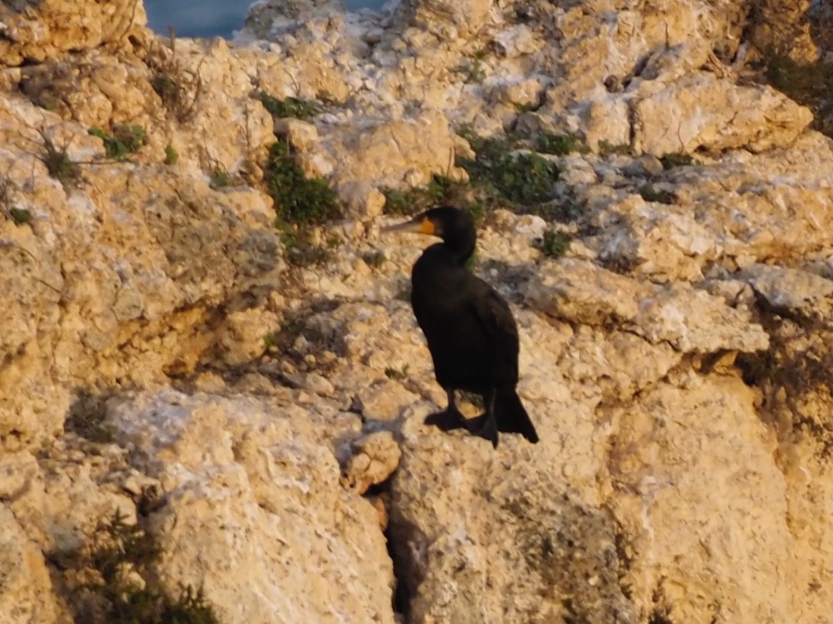 Тураг гогой - ML491568531