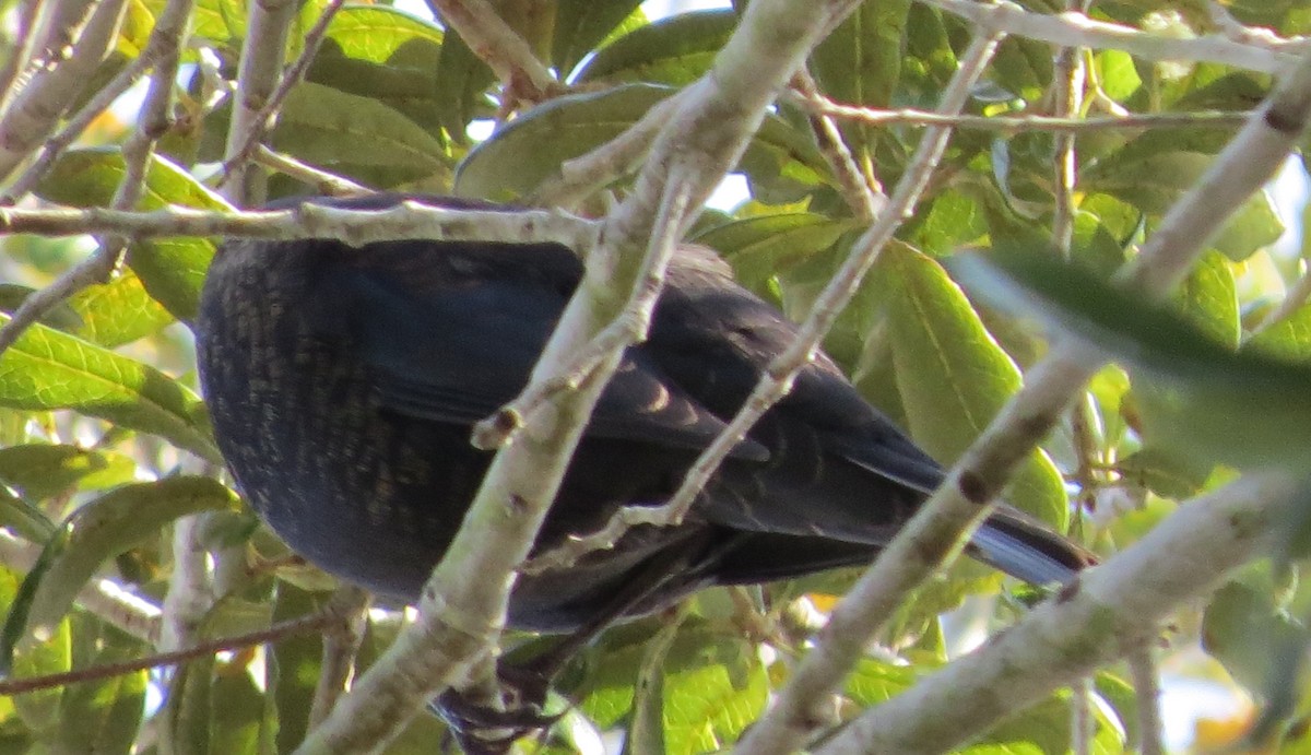 Rusty Blackbird - ML49157001