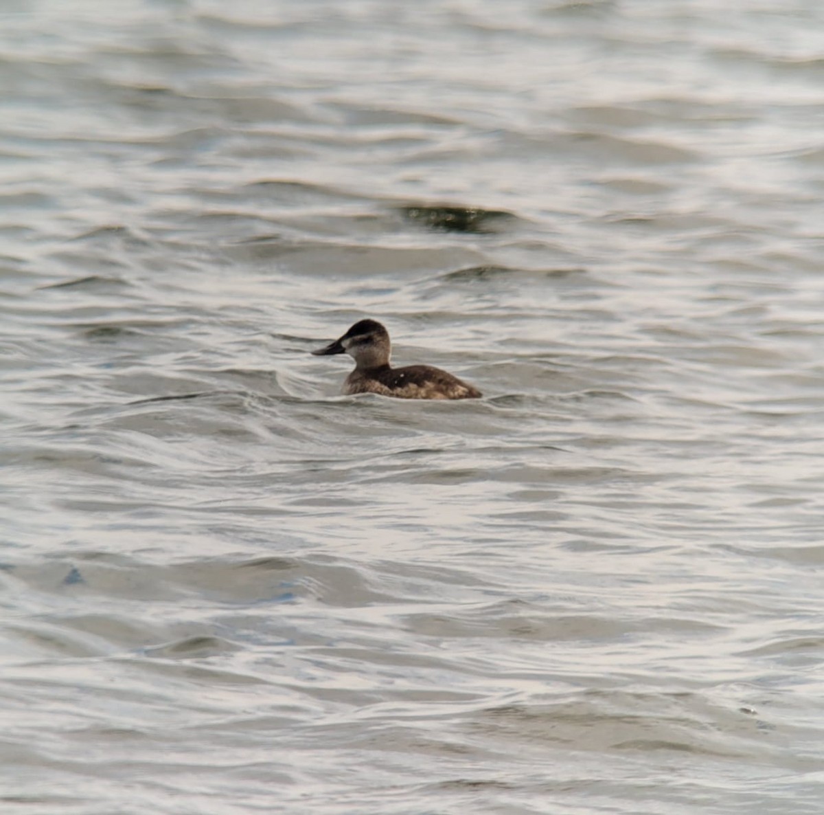 Ruddy Duck - ML491570081