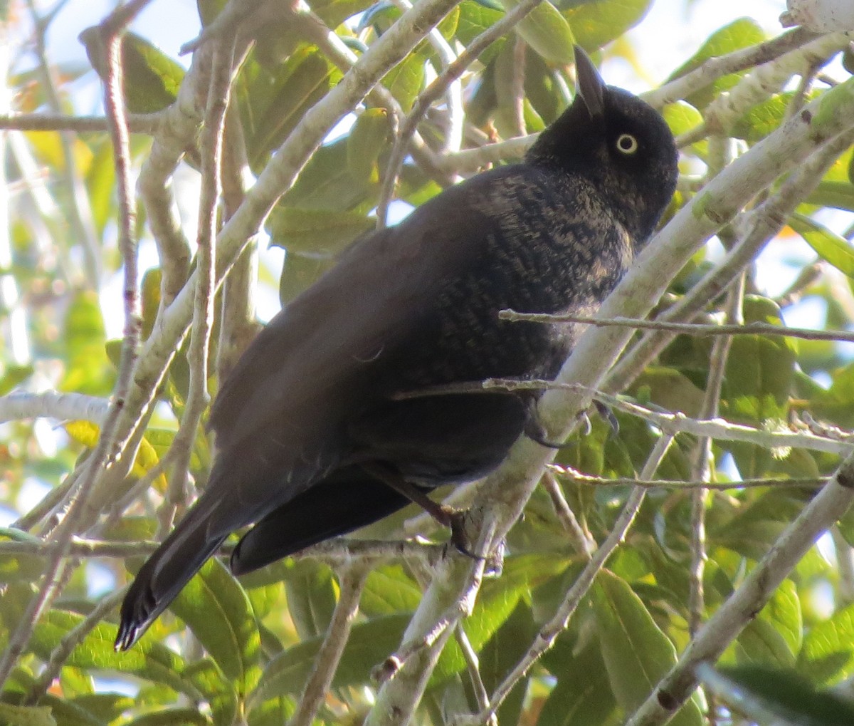 Rusty Blackbird - ML49157021