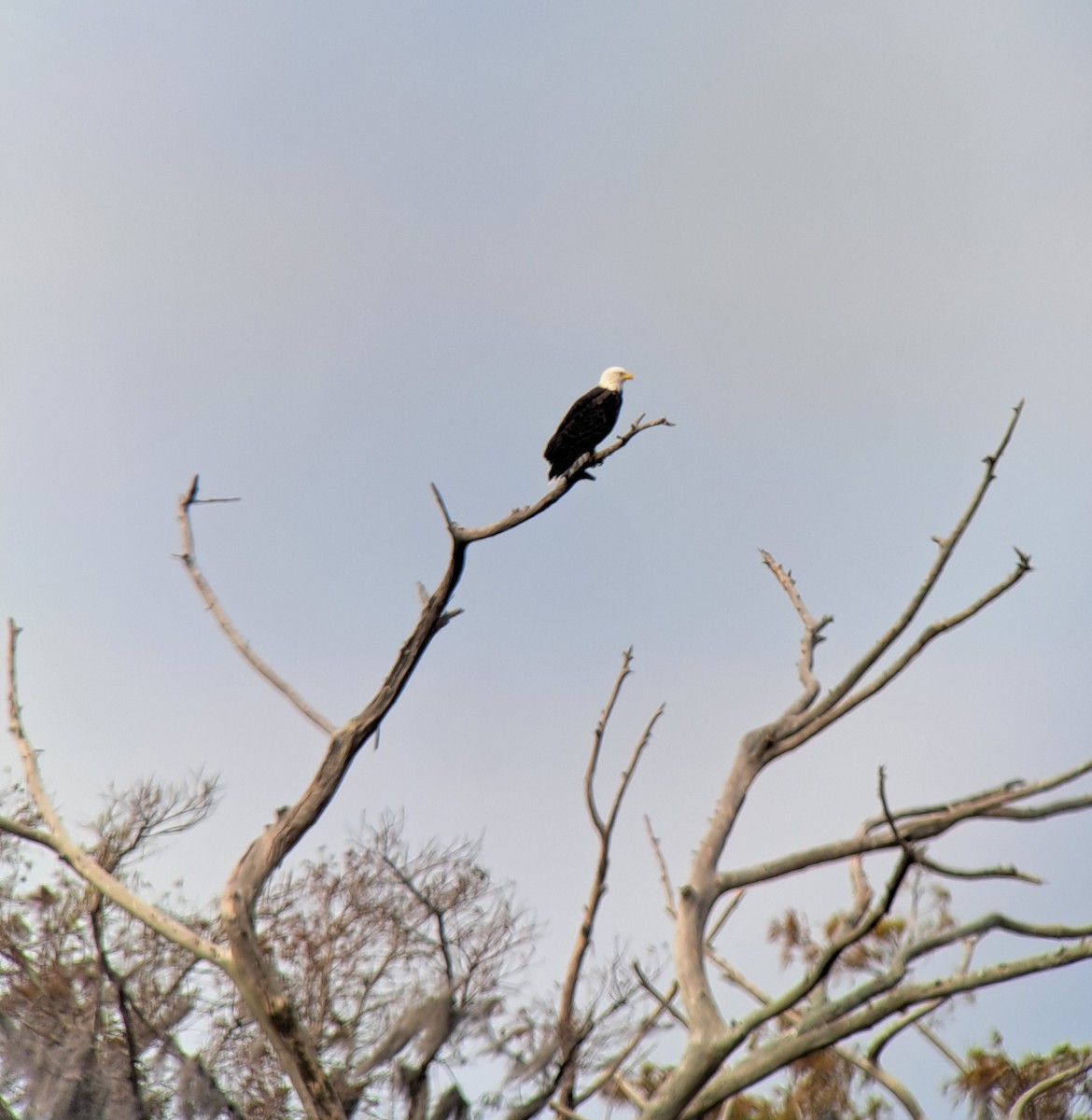 Bald Eagle - ML491570381