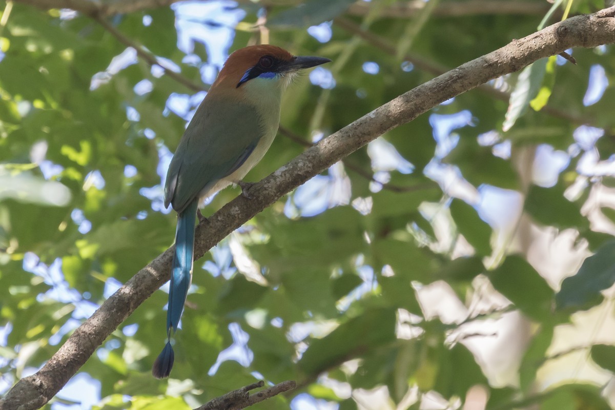 Russet-crowned Motmot - ML49157041