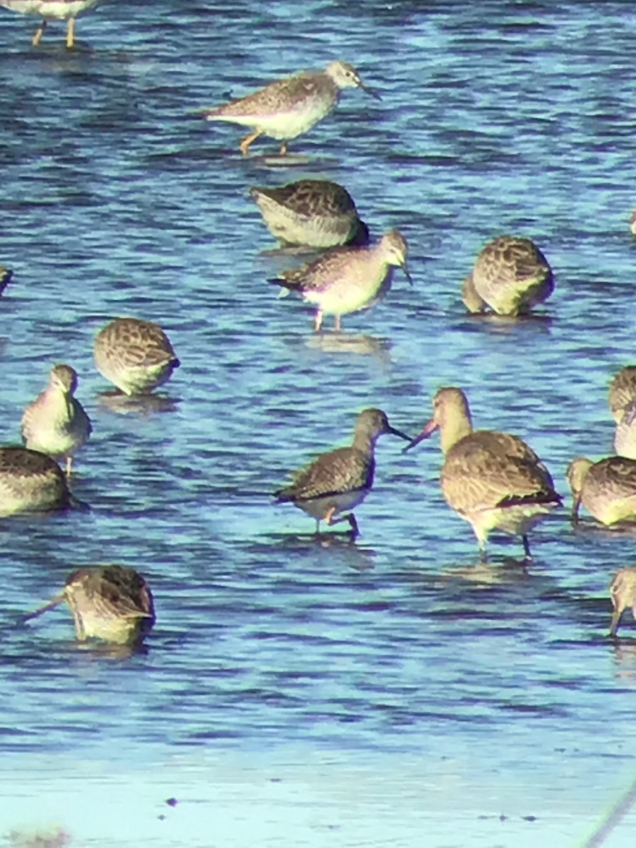 Hudsonian Godwit - ML491572091