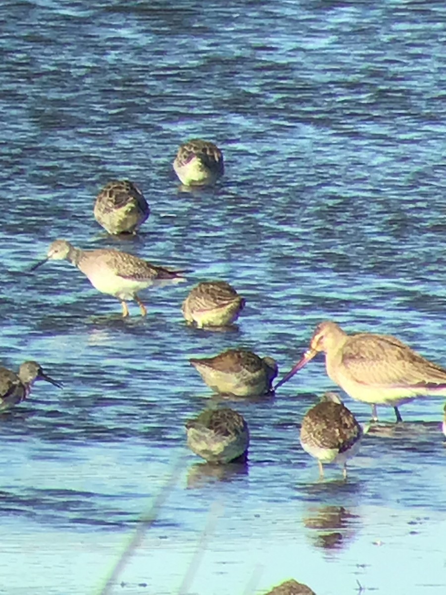 Hudsonian Godwit - Thomas Wood