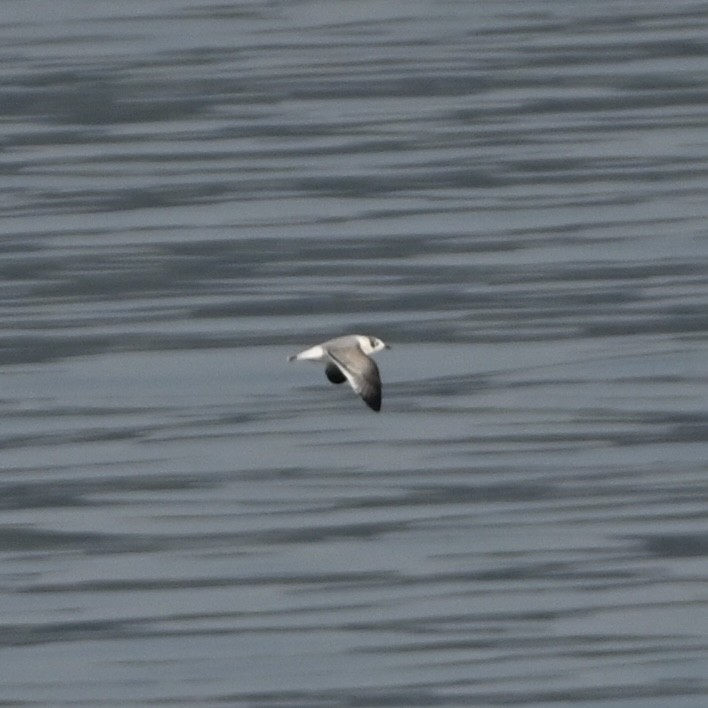 Franklin's Gull - ML491572221