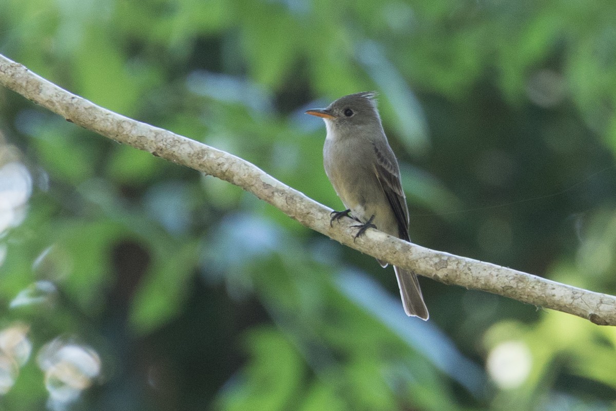 Greater Pewee - ML49157241