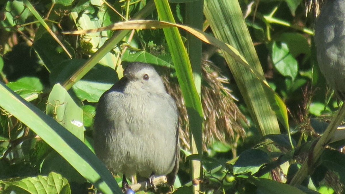 Gray Catbird - ML491572441
