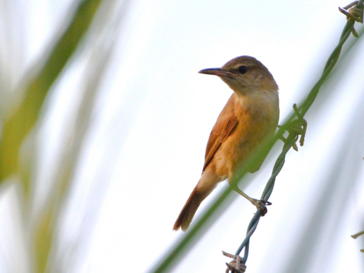 ML491573161 - Clamorous Reed Warbler - Macaulay Library