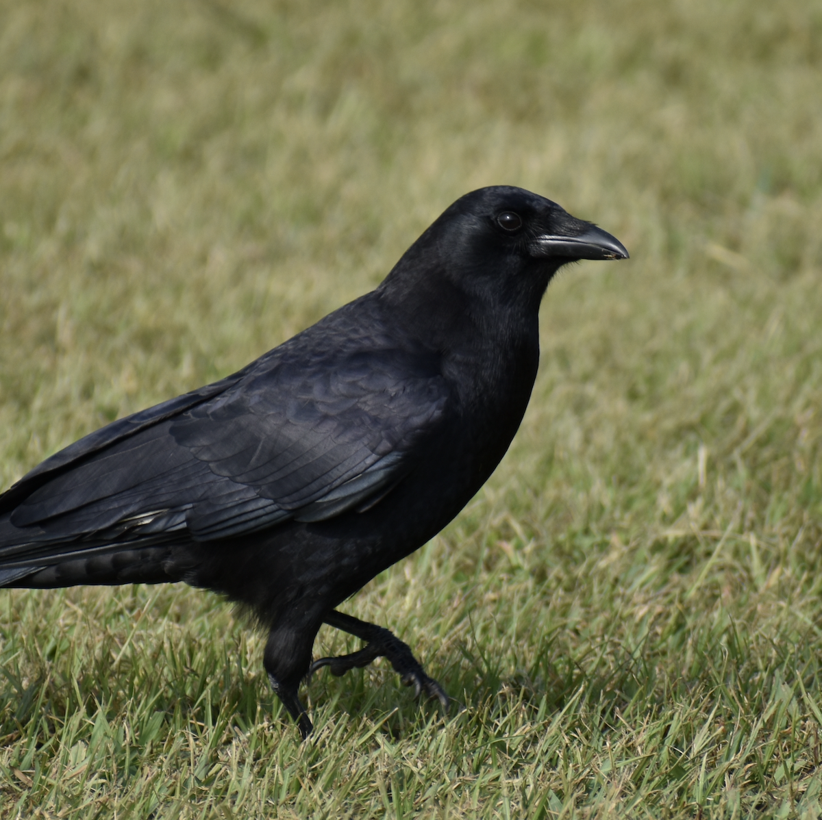 American Crow - ML491573471