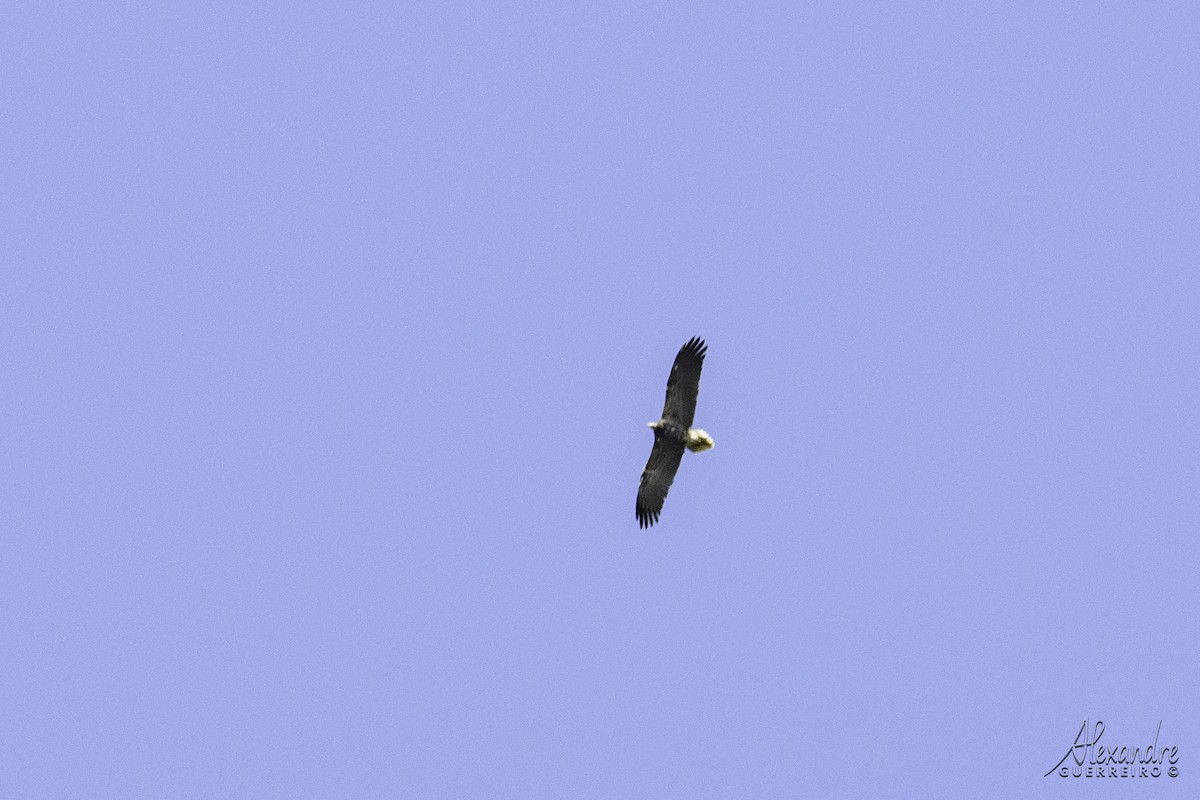 Egyptian Vulture - ML491574021