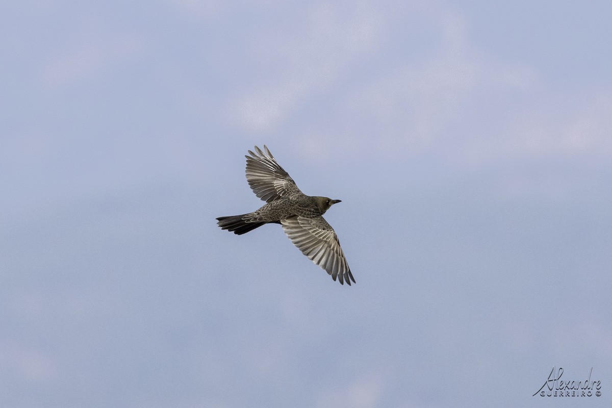 Ring Ouzel - ML491574251