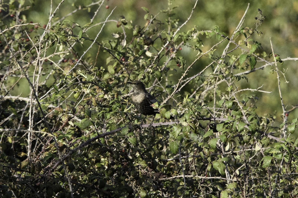 Ring Ouzel - ML491574261