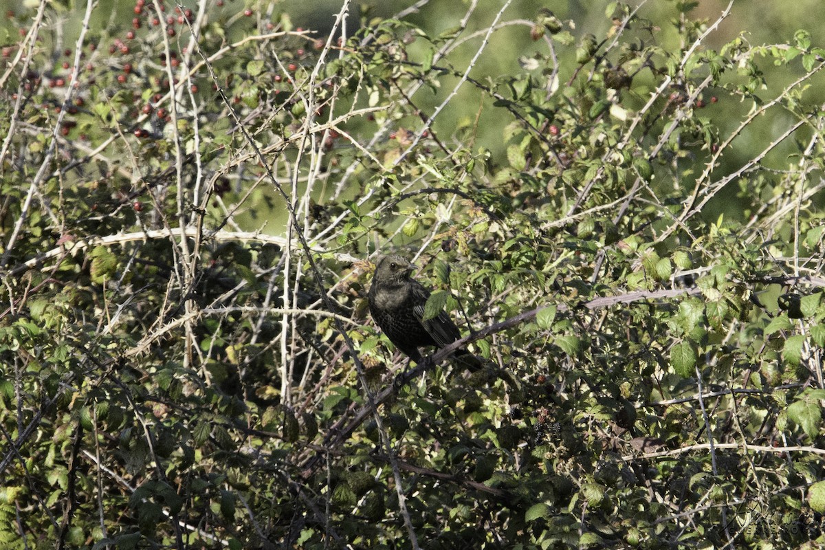 Ring Ouzel - ML491574271
