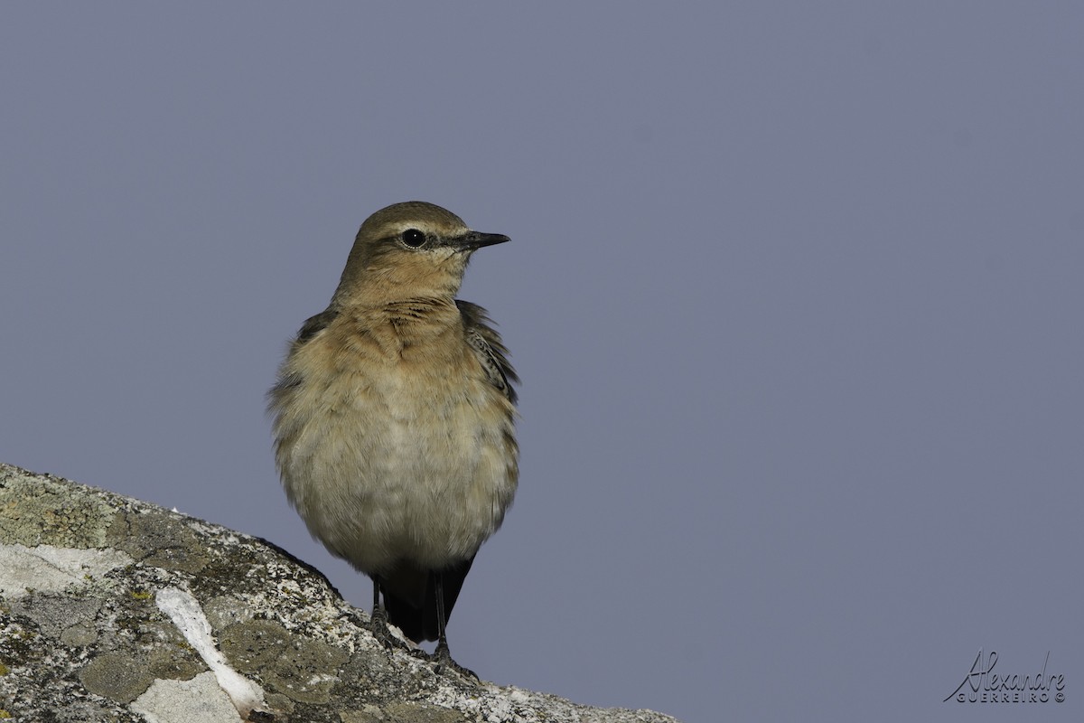 Northern Wheatear - ML491574351