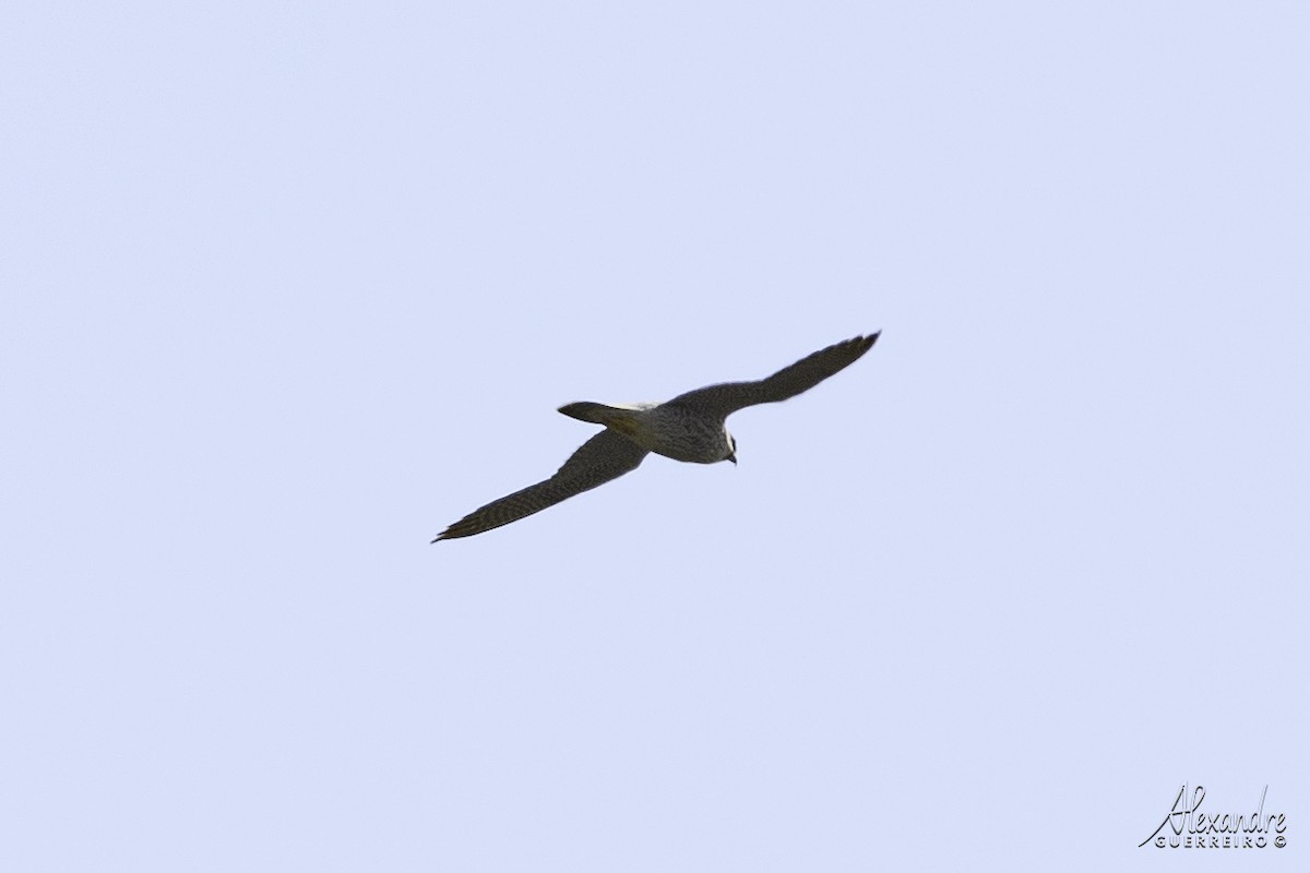 Eurasian Hobby - ML491575851