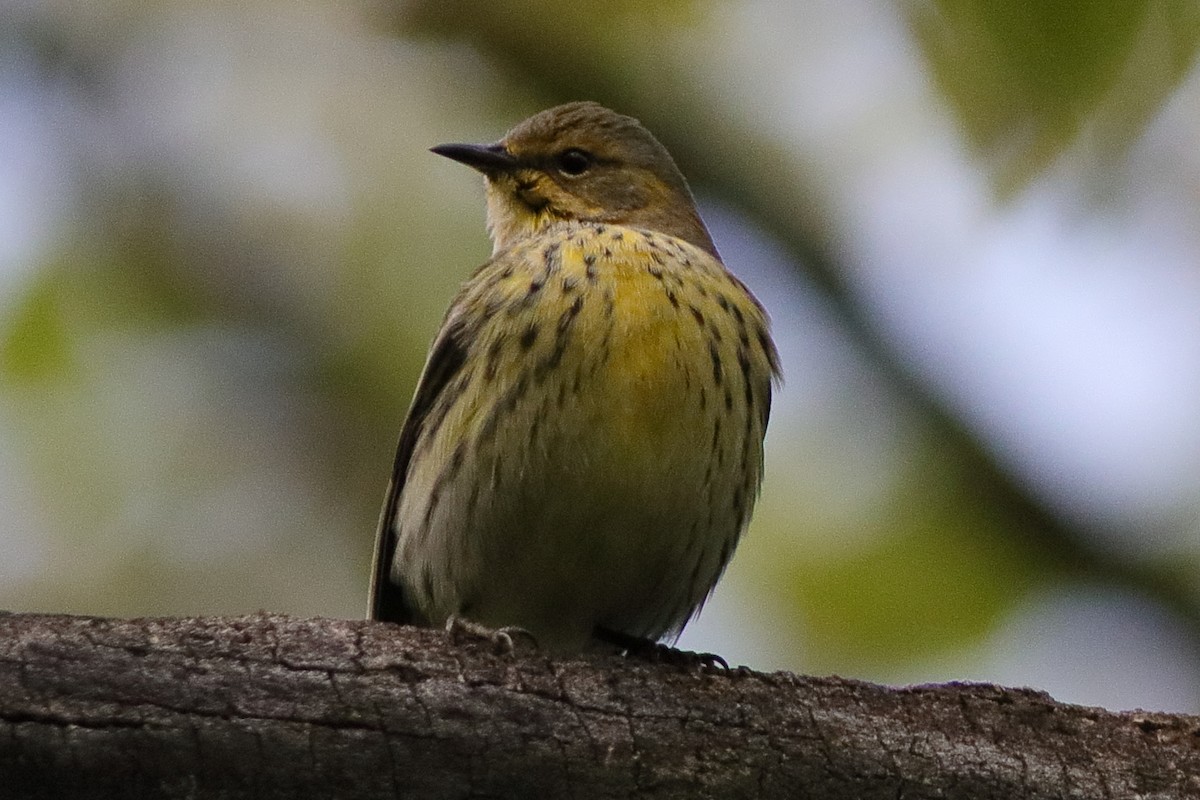 Cape May Warbler - ML491575991