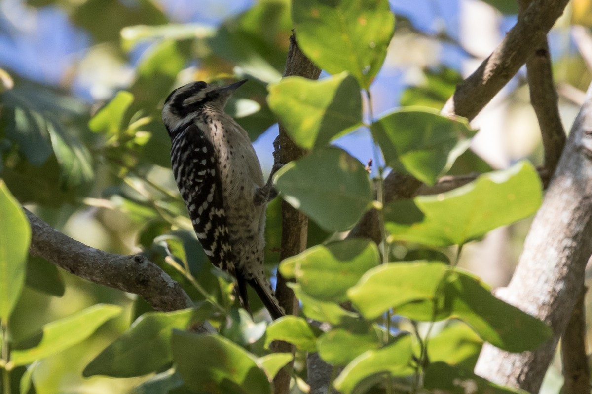 Ladder-backed Woodpecker - ML49157601