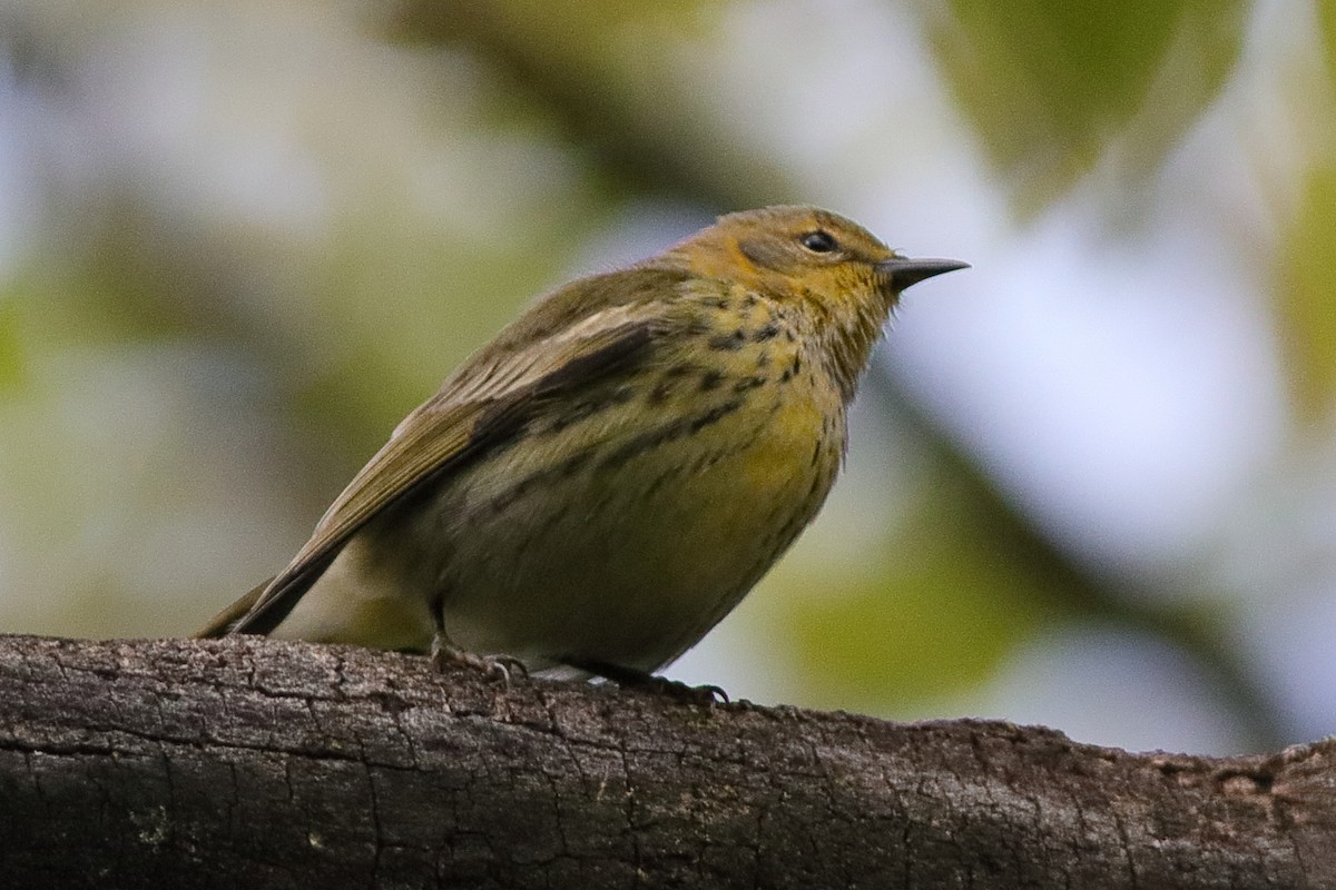 Cape May Warbler - ML491576101