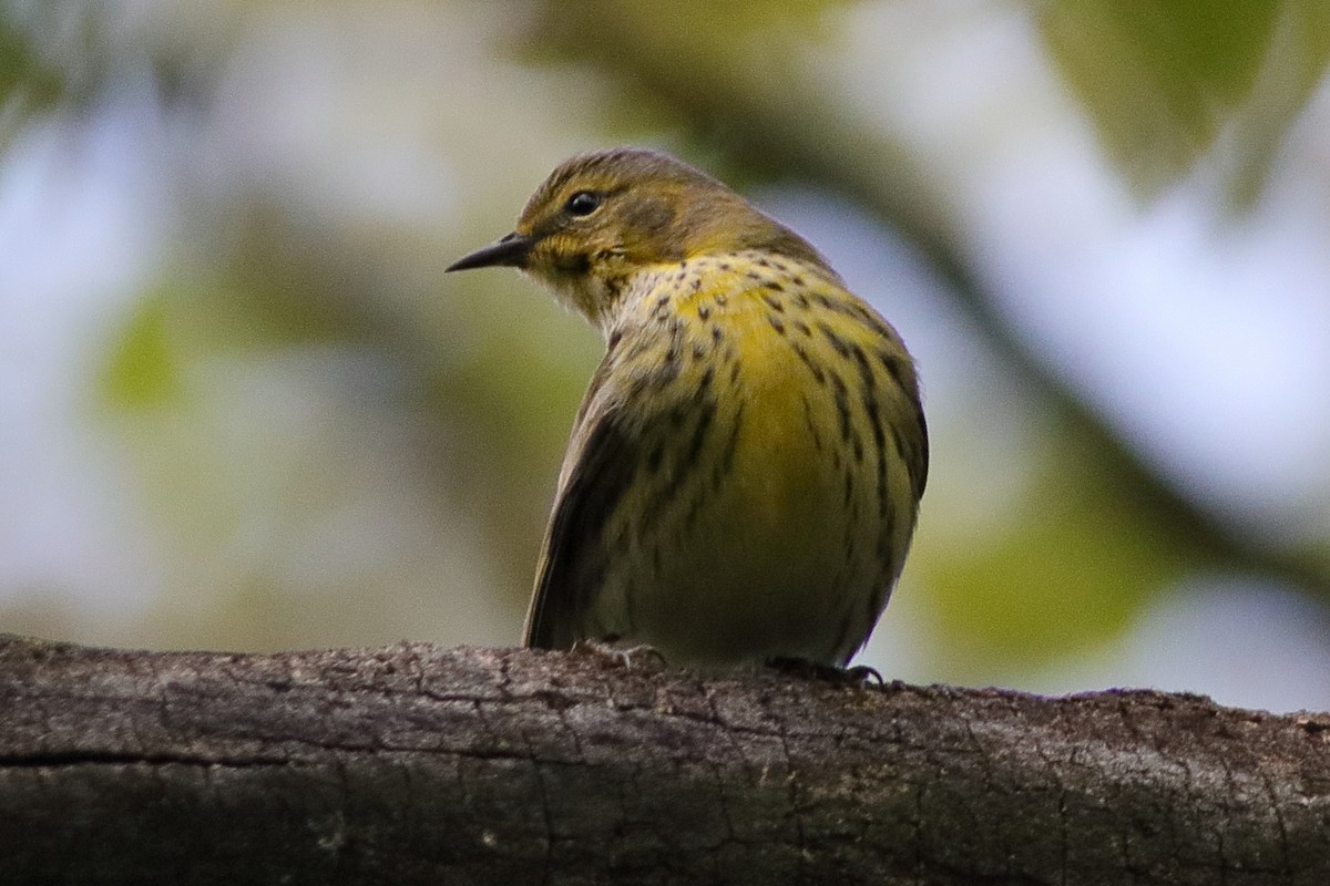Cape May Warbler - ML491576201