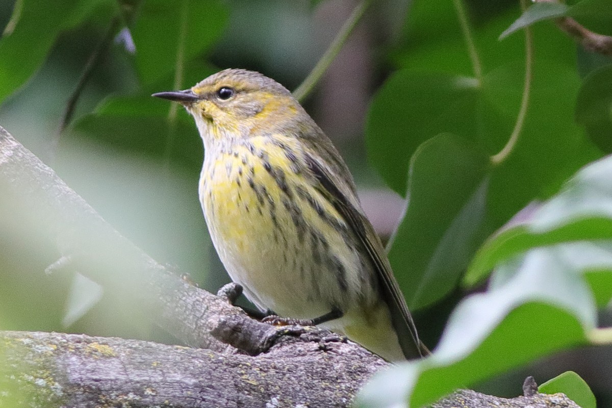 Cape May Warbler - ML491576371