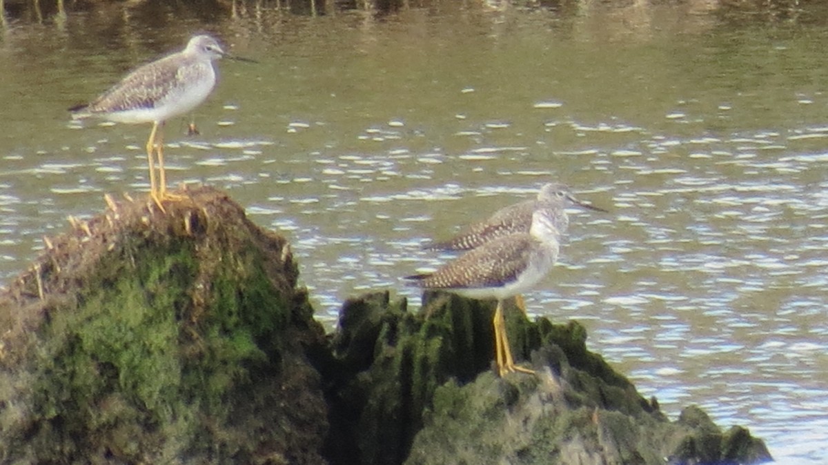 Greater Yellowlegs - ML491576451