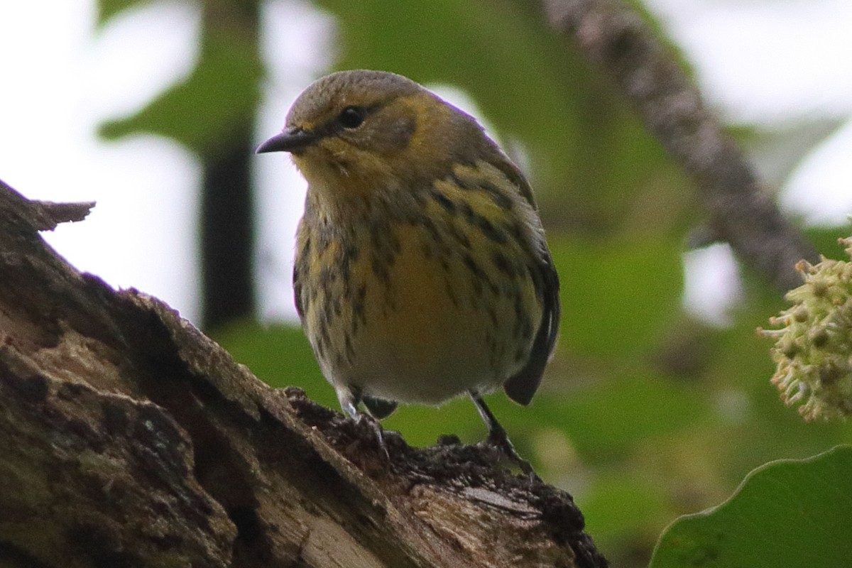 Cape May Warbler - ML491576471